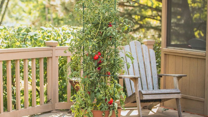 Reviews of Best Tomato Cages